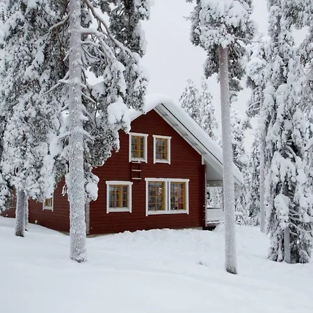 Kyyhkynen * Rovaniemi